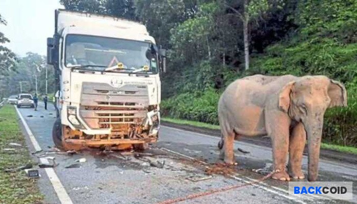 Gajah Tertabrak Truk di Jalur Hutan! Ini Fakta Sebenarnya